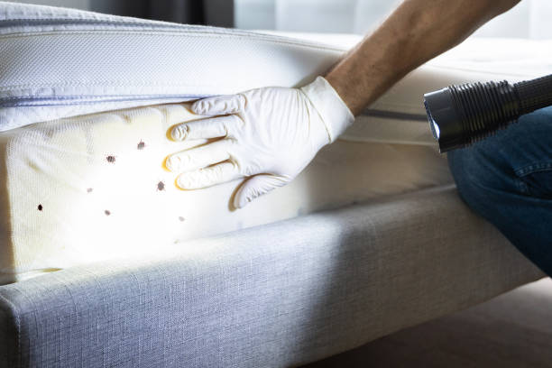 Best Flea Control Services  in North Kensington, MD